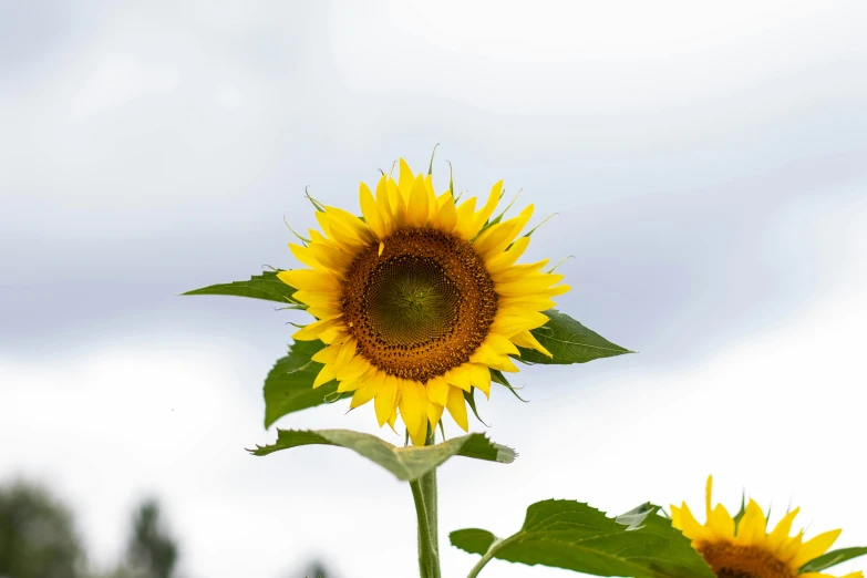 a sunflower flower in full bloom with sky in background