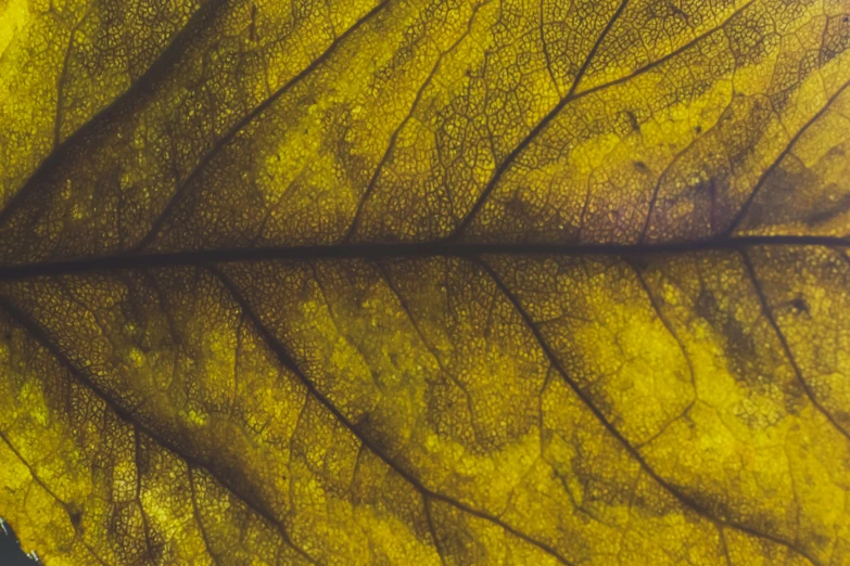 the underside of a green leaf that is showing