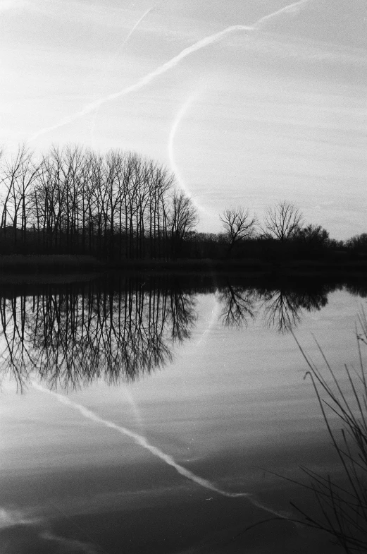 black and white pograph of trees on lake