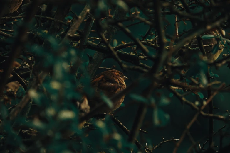 a small bird on a nch looking out into the distance