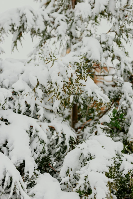 tree nches completely covered with snow and bird feeder