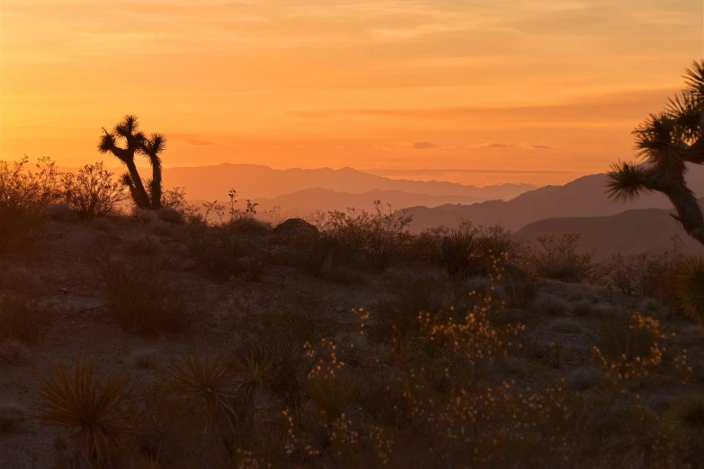 a po taken at sunset of a cactus and mountains