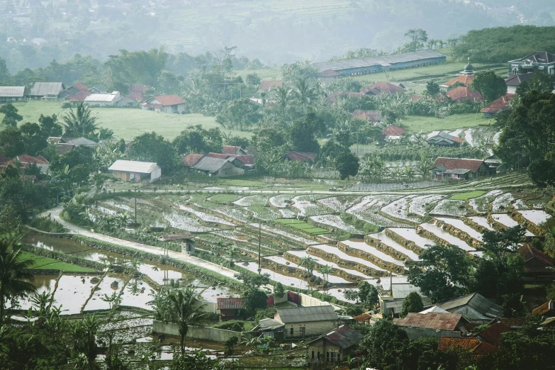 a field of rice next to a small village