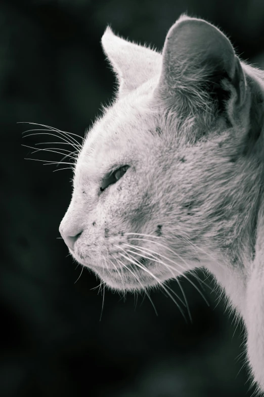 black and white pograph of an albino cat