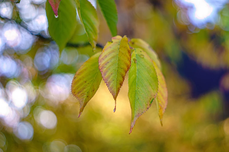 leaves in the sun from tree with blurry background