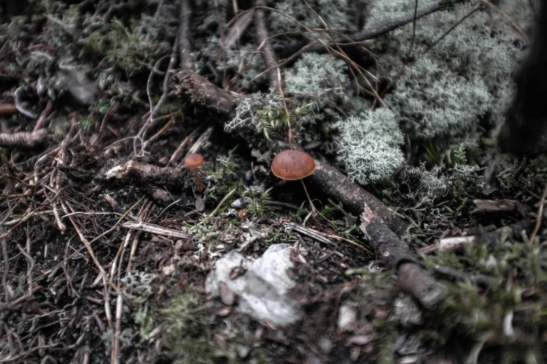 a couple of small mushrooms in the middle of the forest