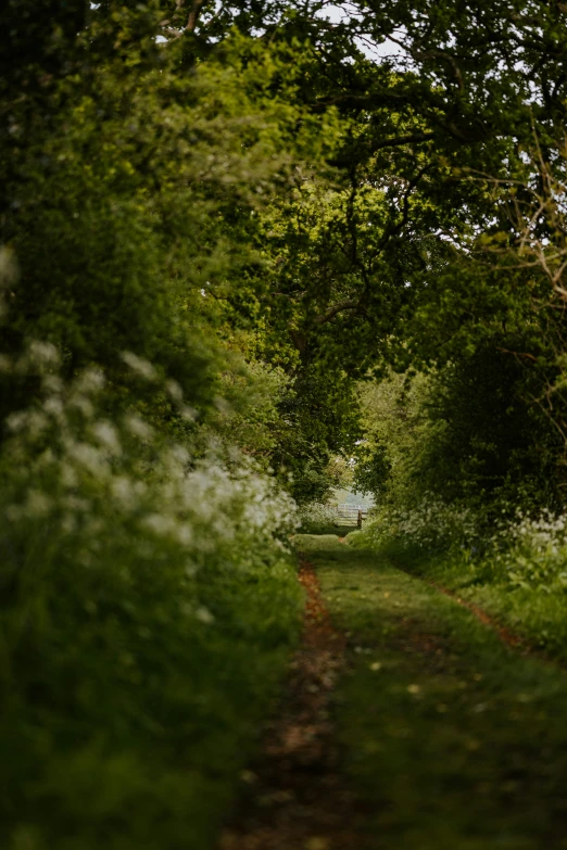 a lush green forest filled with lots of trees