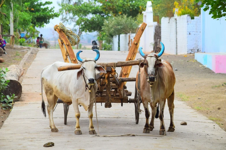 two brown oxen pulling a wooden carriage with large horns