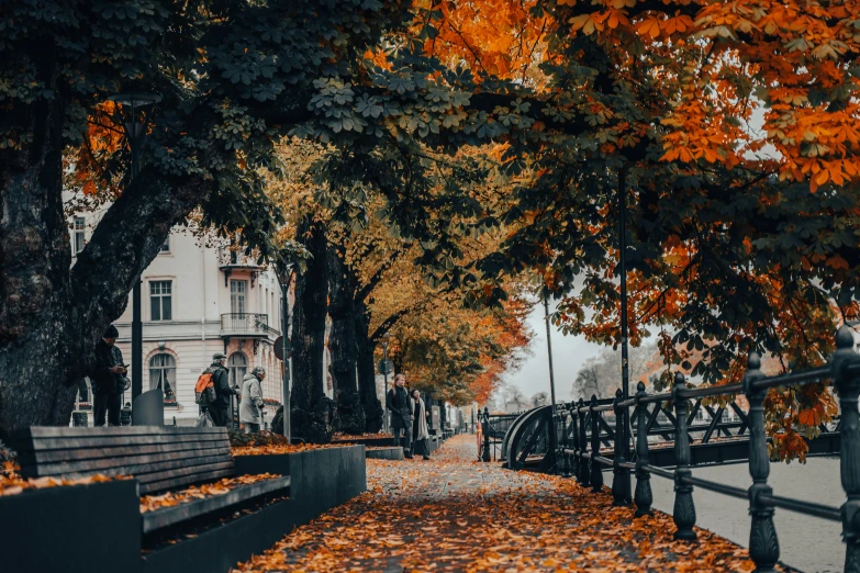 a row of trees lining a street with leaves on the ground