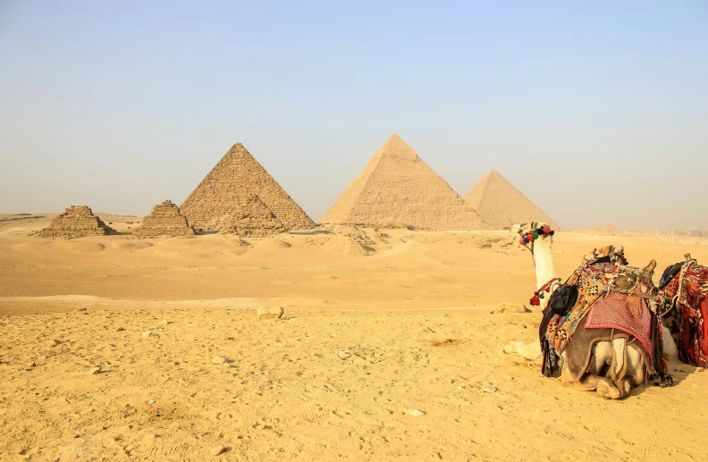 two camels with the pyramids in the background