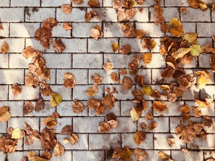 a fire hydrant sits by some leaves on a sidewalk