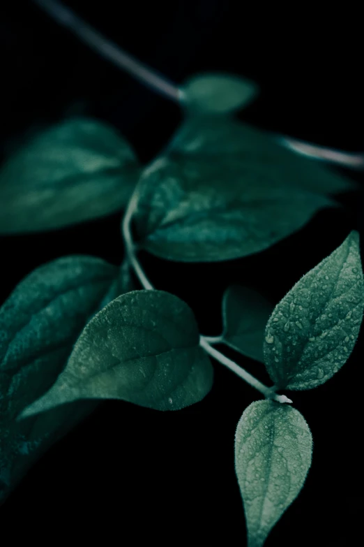 a green plant that has some leaves on it