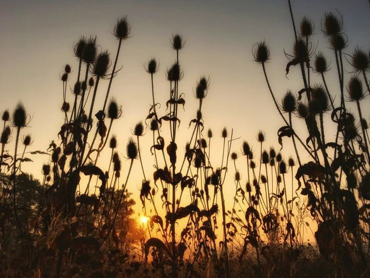 a sunset seen through tall grasses with the sun in the distance