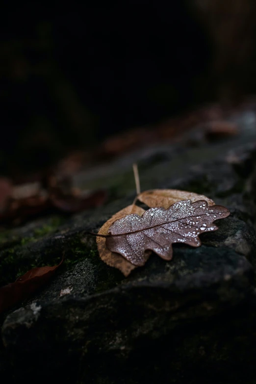 the leaf is laying on the rock