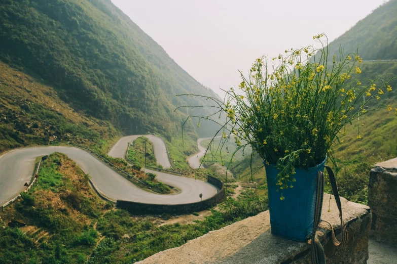 the road curves up a hill, as a plant is growing out of the side of the mountain