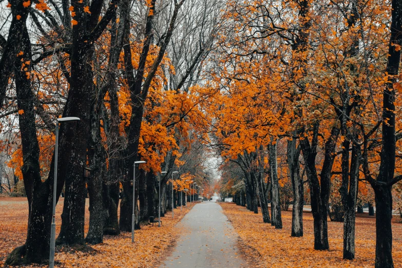 a tree lined road with yellow leaves