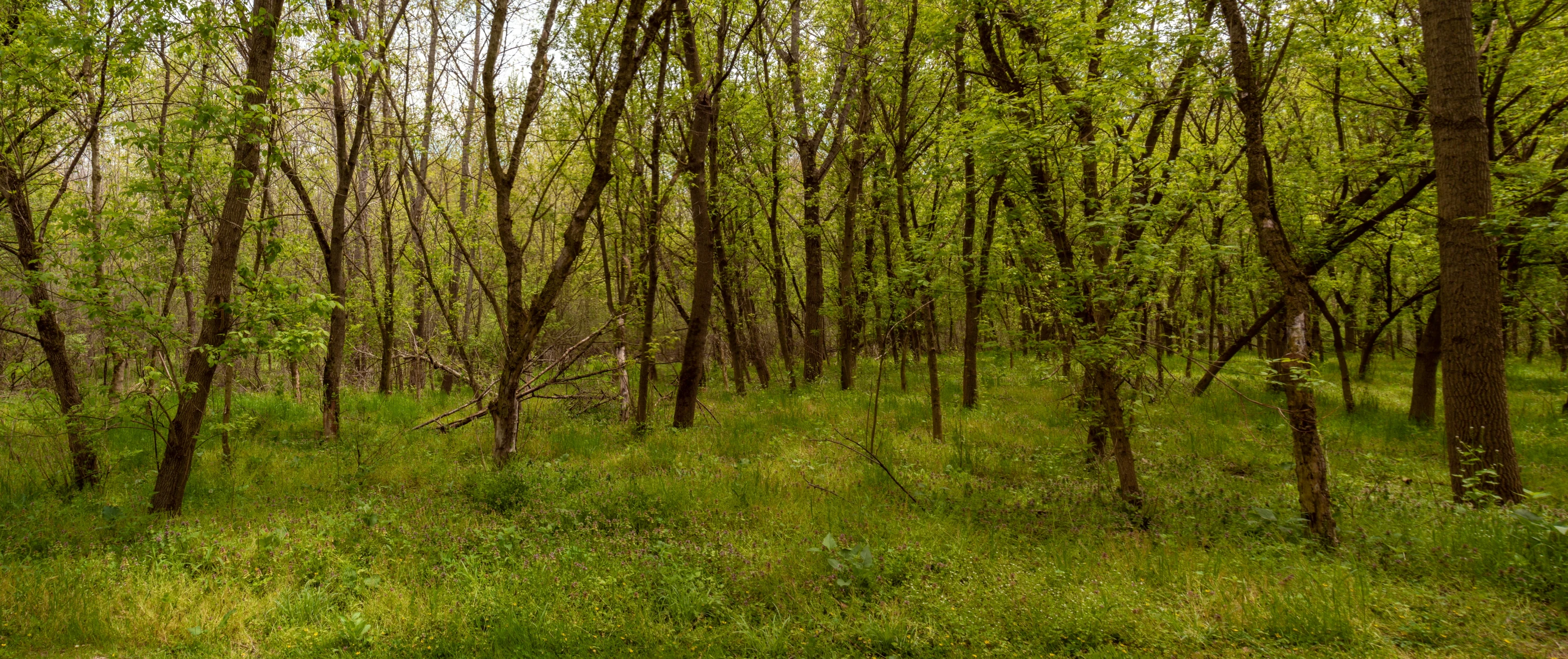 a path in the woods with many trees