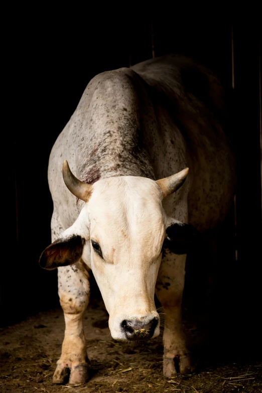 a white bull with horns in a barn