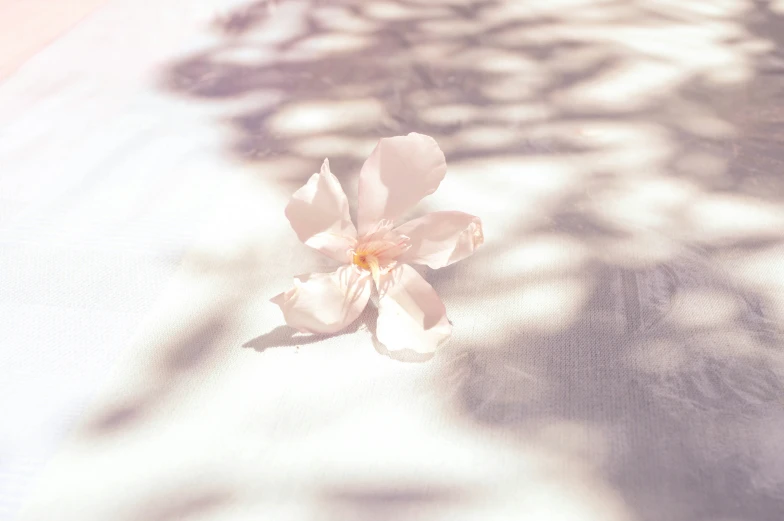 the shadow of a tree and a flower on the ground