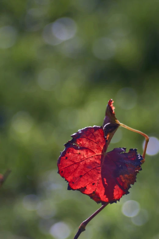 a dried red leaf that is hanging from the end of a stem