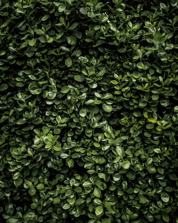 some very pretty green bushes with leaves