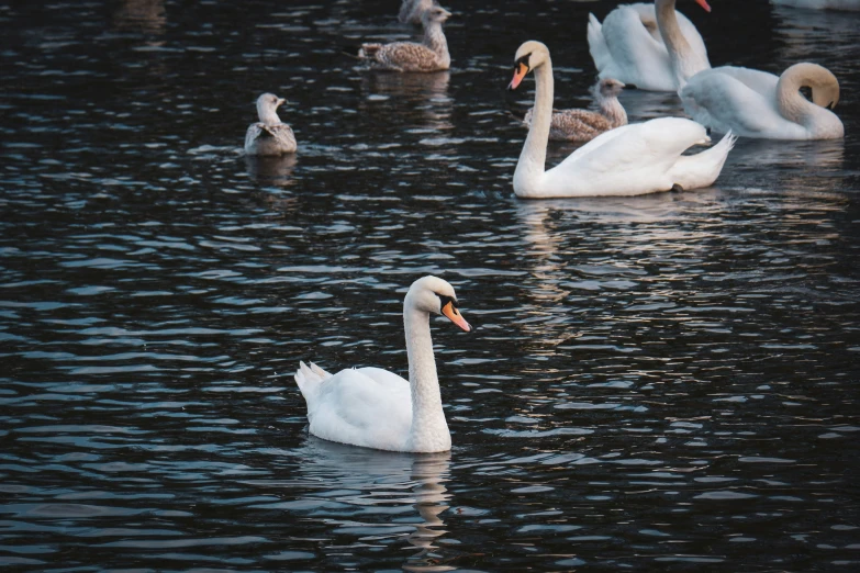 a group of birds swimming around on top of a lake