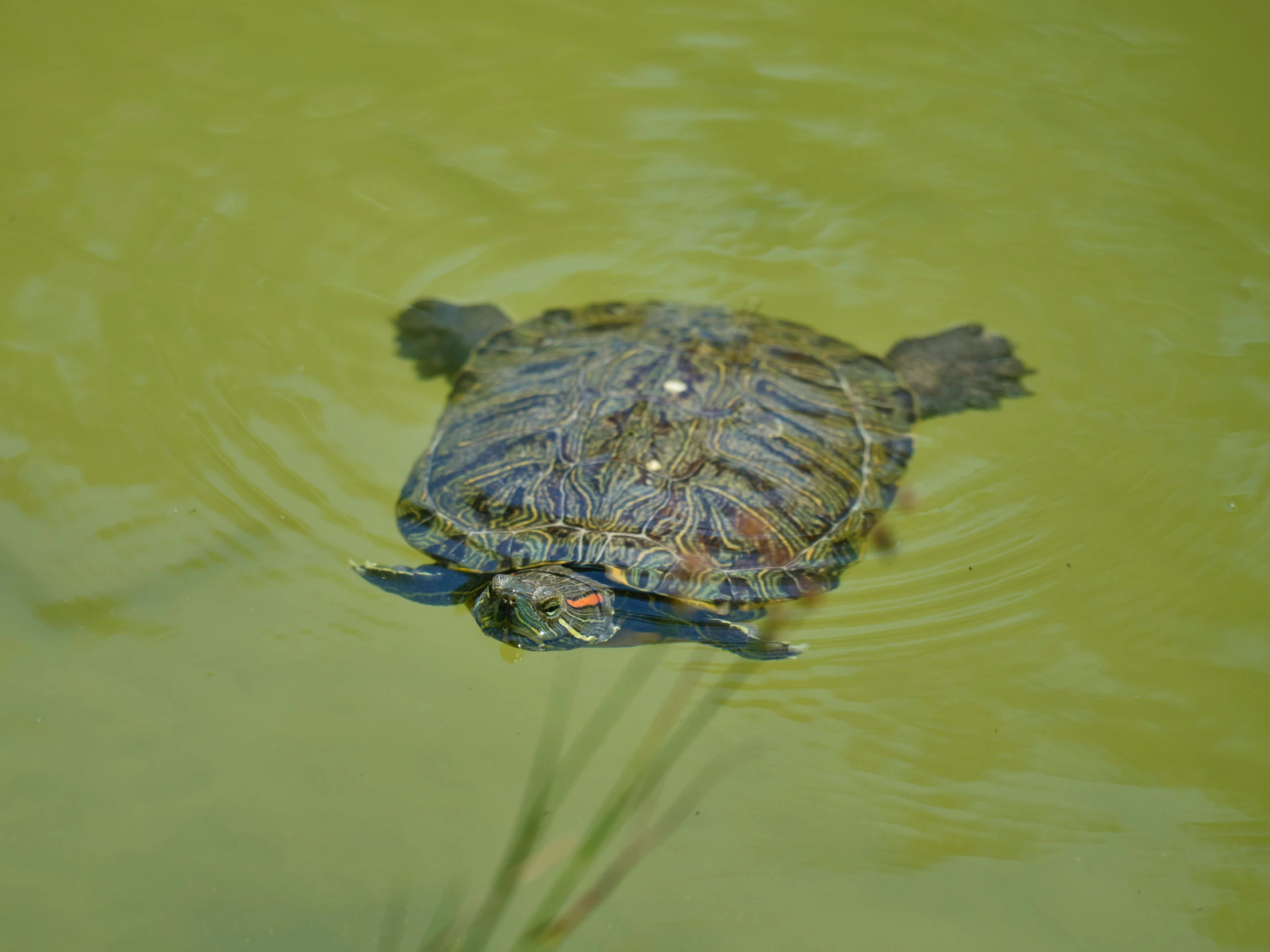 a turtle swimming on top of a body of water