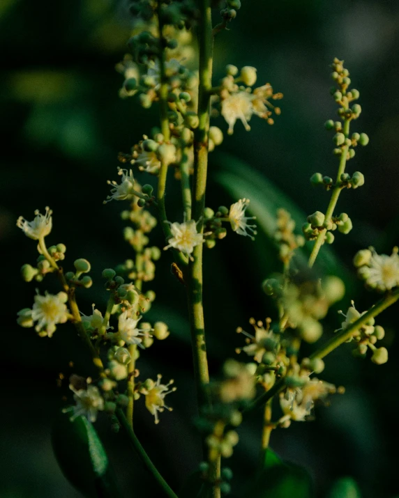 a close up view of a flower with its petals bloom