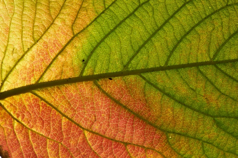 a close up view of a leaf's colorful green, orange, and pink leaves