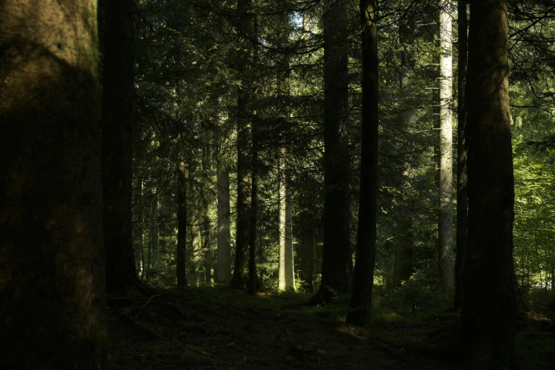 some trees in the middle of a forest