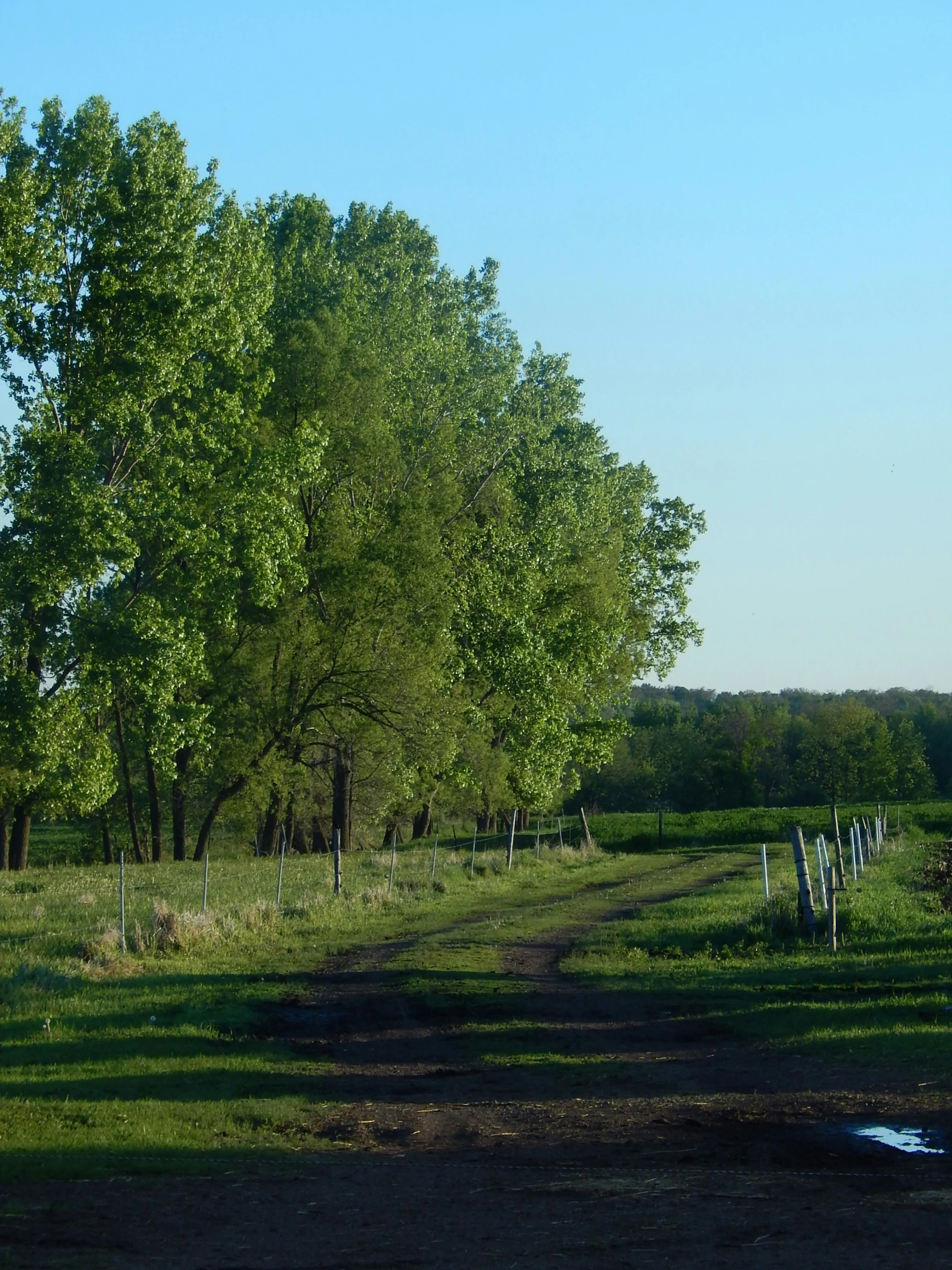 a grassy field with many trees on both sides