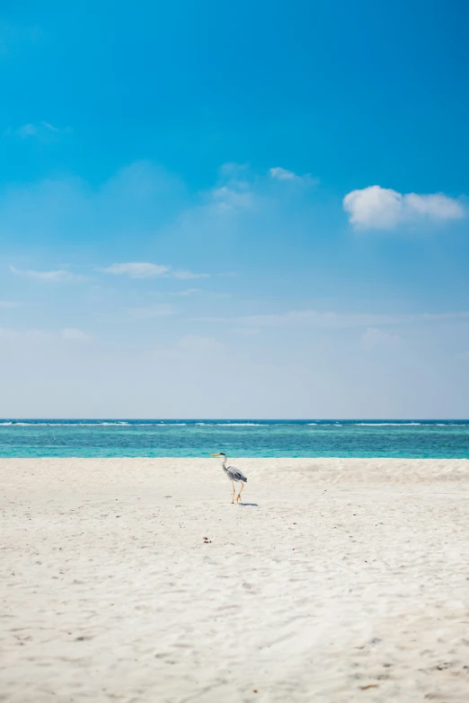 a small bird is standing on a beach