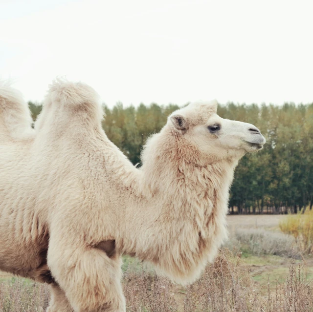 a very close up po of a white llama