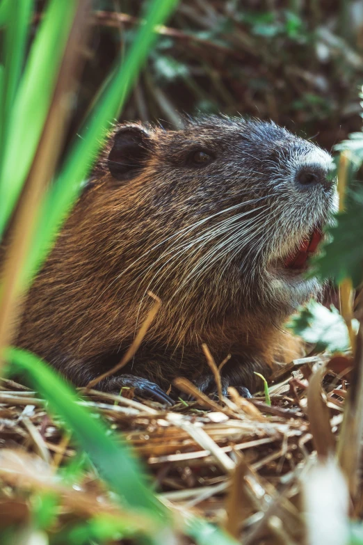 a porcupine with his mouth open is standing in the grass