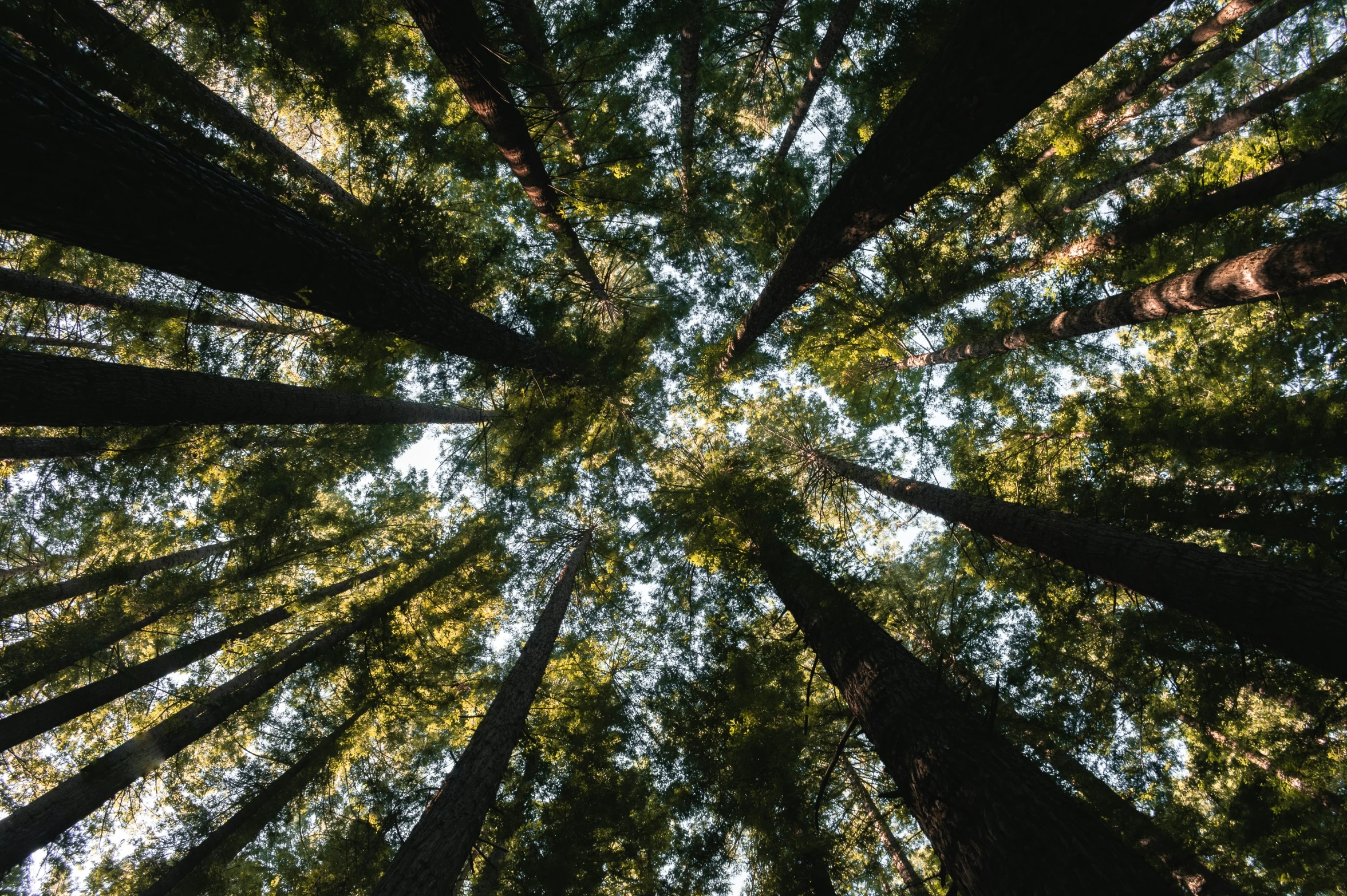 a group of tall trees towering up in the sky