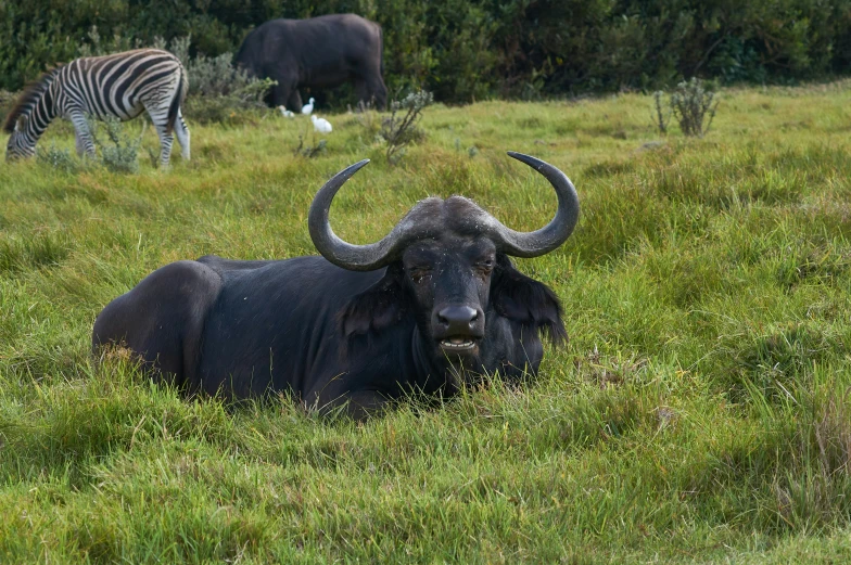 a large black cow lying in a field with other animals