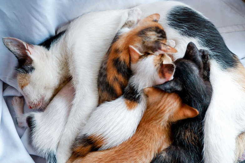 two cat snuggled up to each other on a blanket