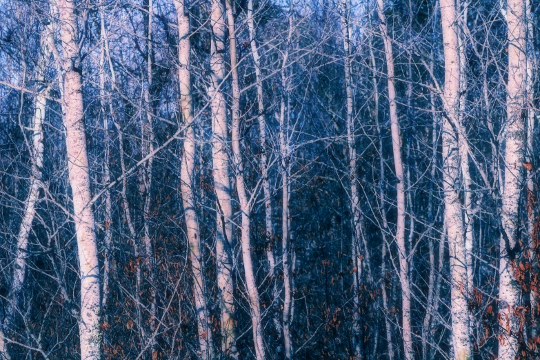 an array of trees in the woods during winter