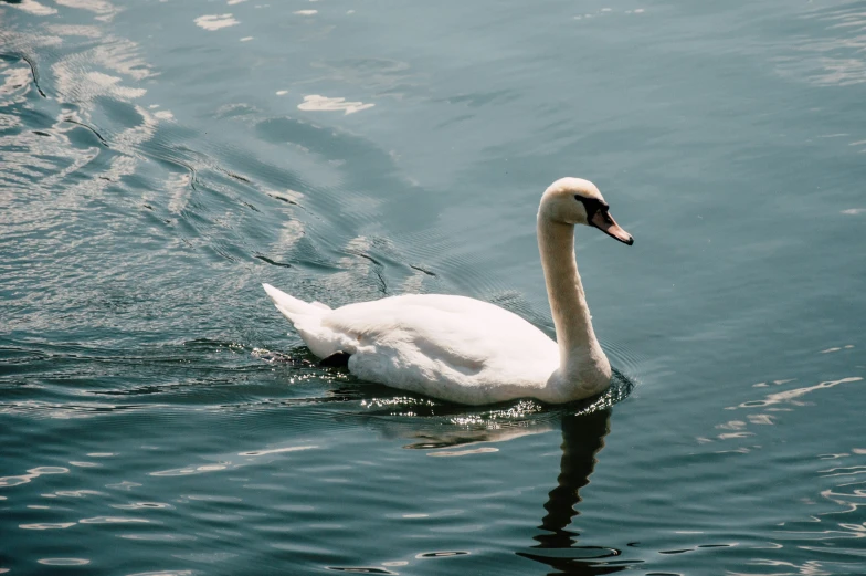 the goose is swimming through the calm water