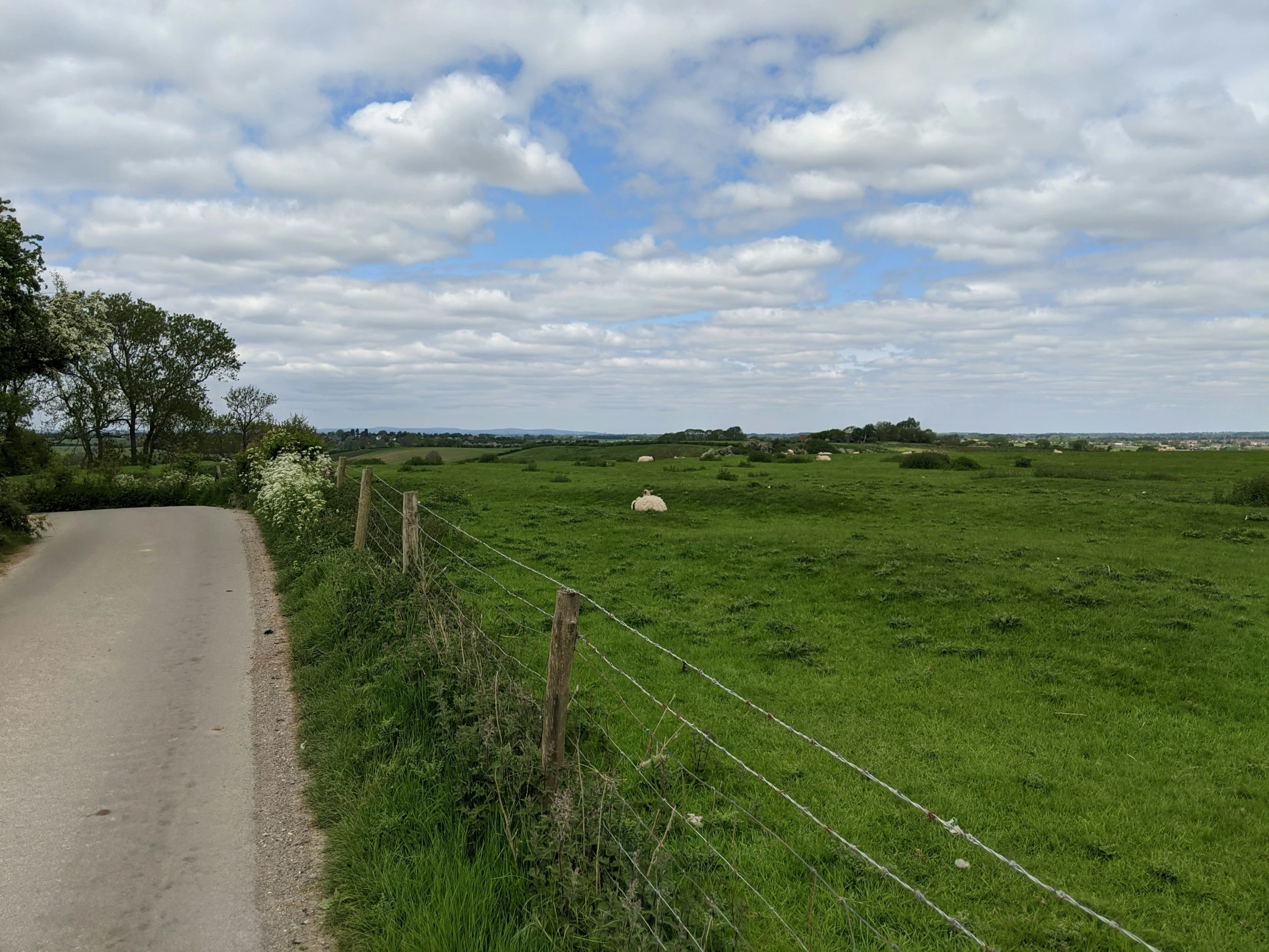 a sheep sitting in the middle of a lush green field