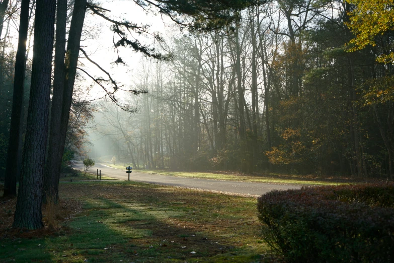 sun streaming through the trees towards the street