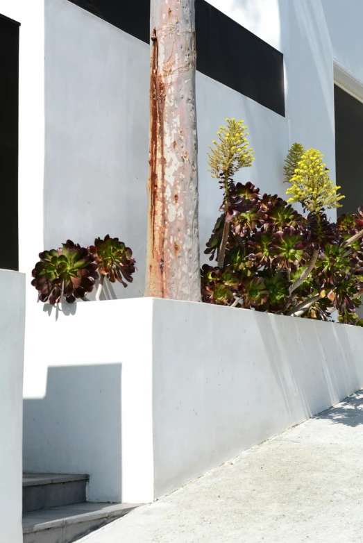 a sidewalk with some plants growing on it