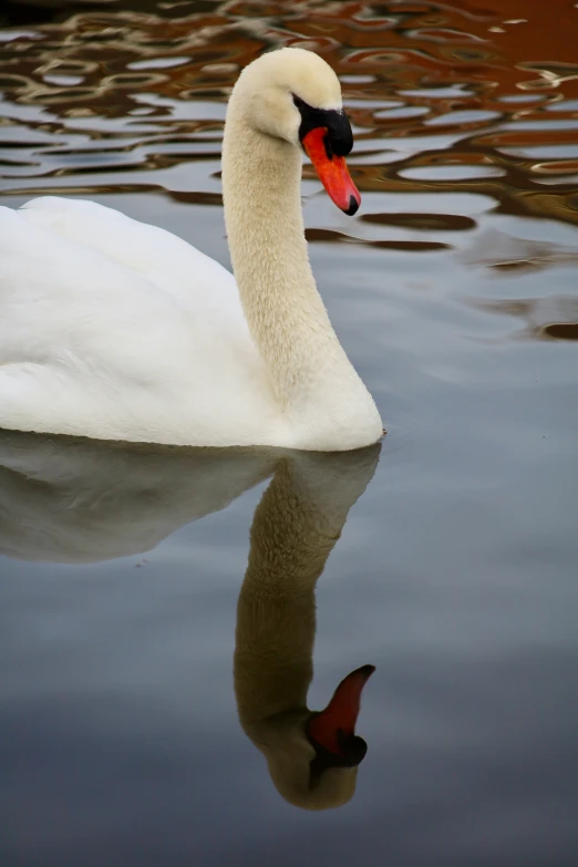 there is a white bird on the water