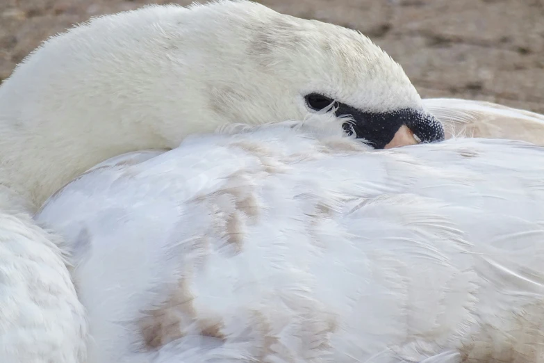 two swans sleeping and curled up in their beds