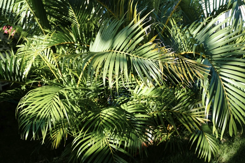 green plants and palm trees in sunlight