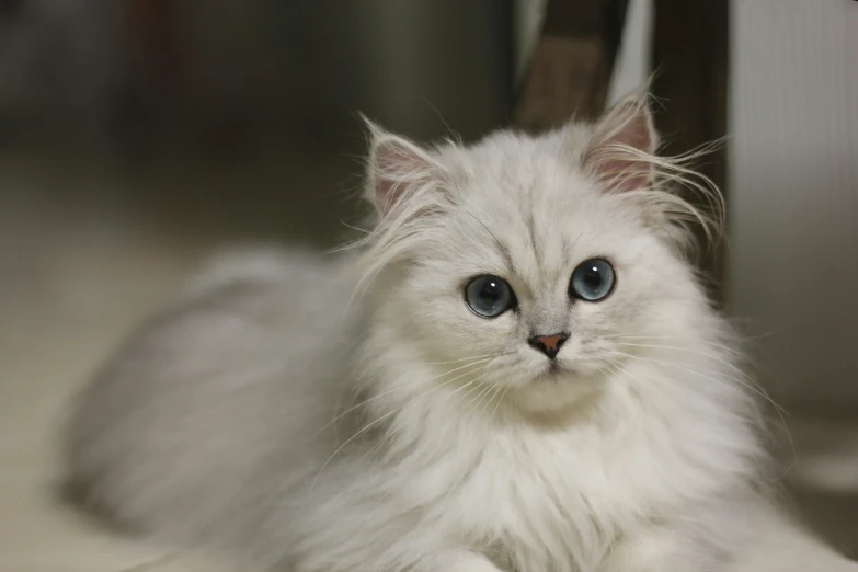 a white cat sitting on the floor looking at the camera