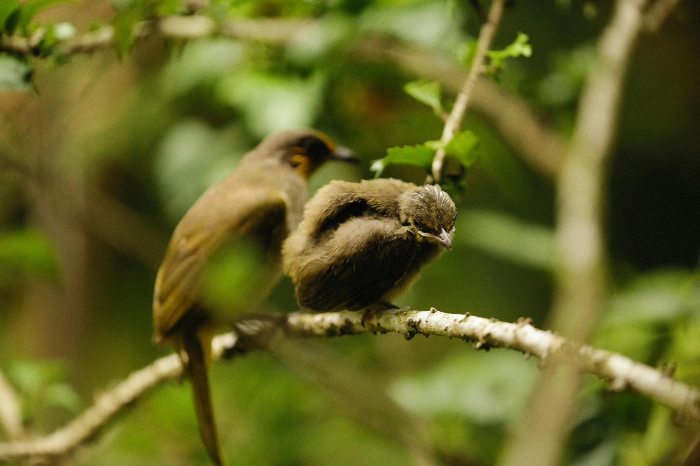 a pair of birds are perched on a nch