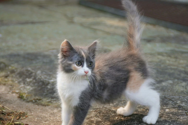 a brown, white and grey kitten is outside on the grass