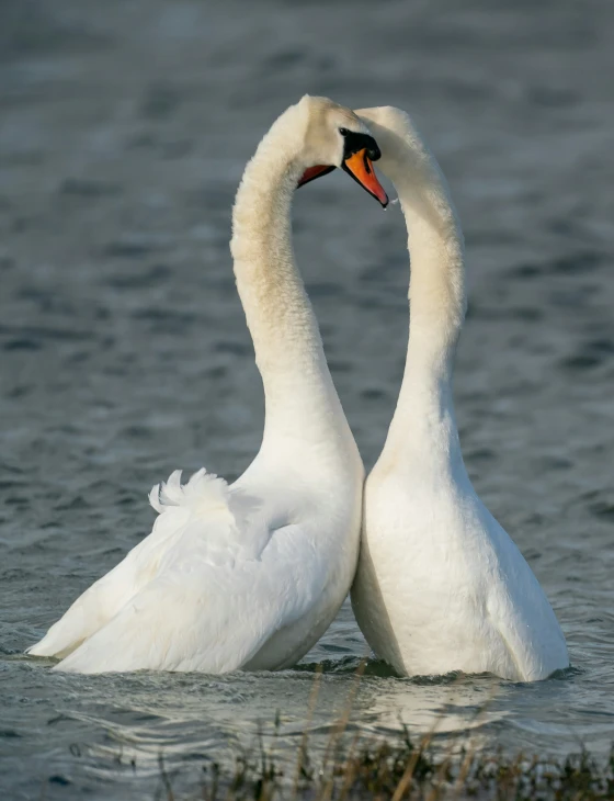 two swans that are swimming in the water