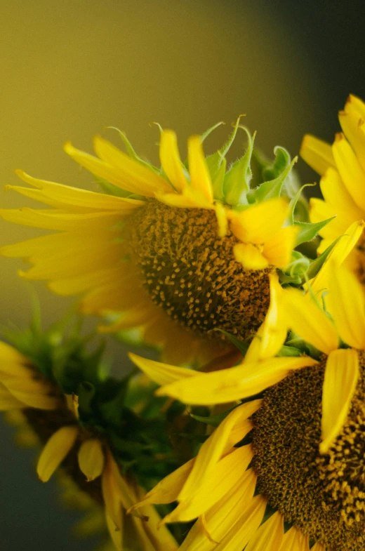 a close up of a sunflower with the stem showing